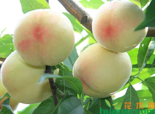  水蜜桃