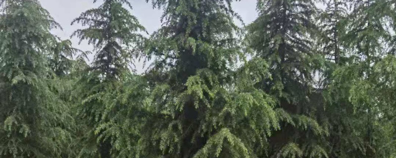 12米雪松多少钱一棵