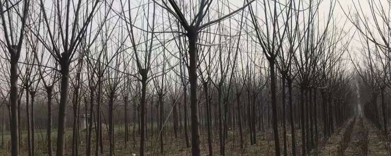 1公分苦楝苗价格多少钱一棵