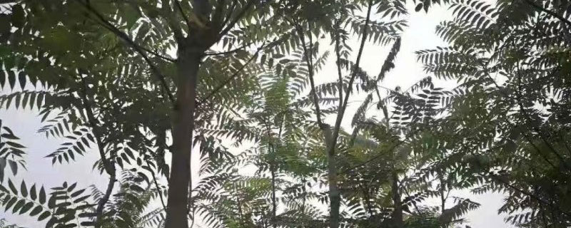 15公分臭椿树价格多少钱一棵