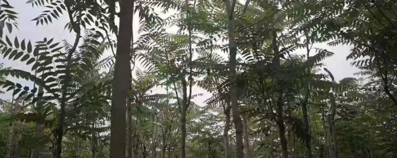 13公分臭椿树多少钱一棵