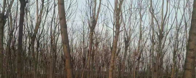 10公分臭椿价格多少钱一棵