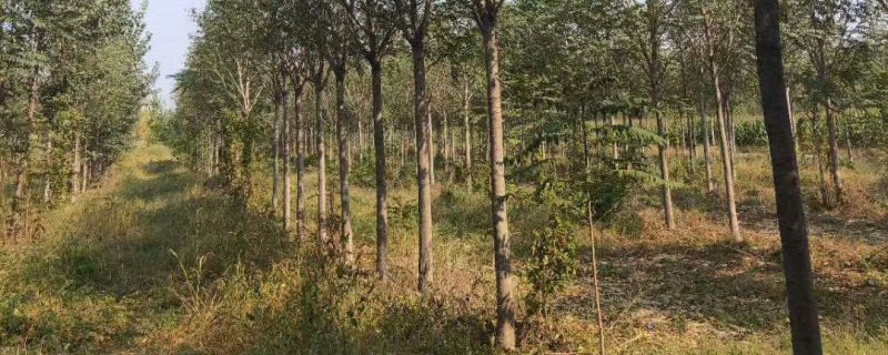 8公分臭椿价格多少钱一棵