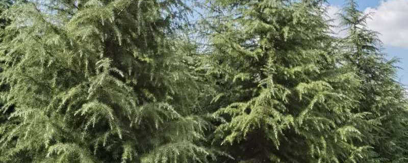 6米雪松多少钱一棵