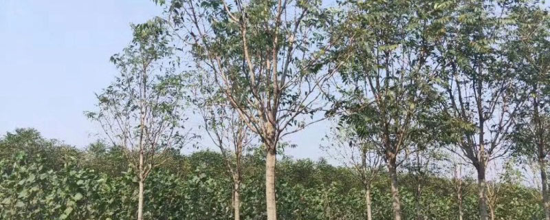 7公分臭椿树多少钱一棵