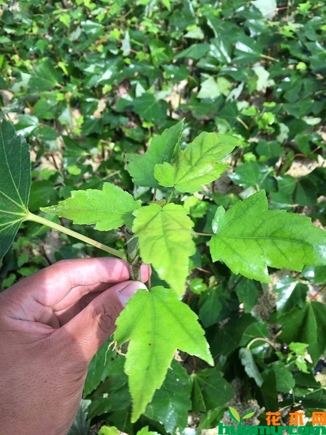秋红枫小苗价格多少钱一棵?如何提高秋火焰红枫小苗繁殖成活率?
