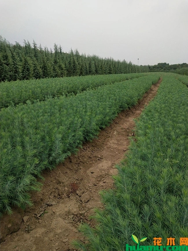 雪松小苗价格多少钱一棵?雪松小苗种植技术有哪些?