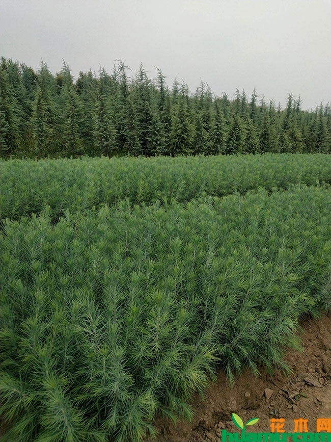 雪松小苗价格多少钱一棵?雪松小苗种植技术有哪些? 雪松小苗价格多少钱一棵?雪松小苗种植技术有哪些?