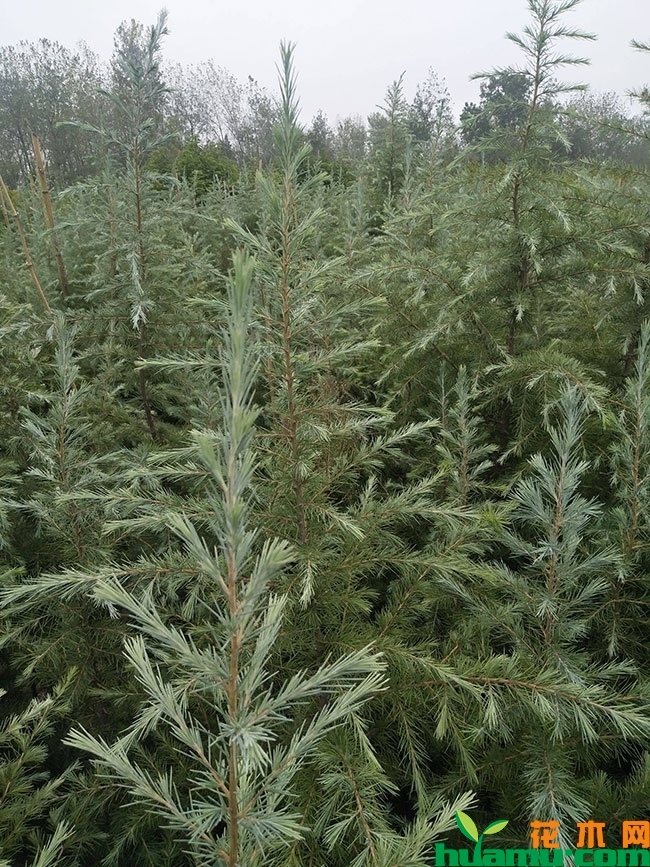 雪松小苗价格多少钱一棵?雪松小苗种植技术有哪些? 雪松小苗价格多少钱一棵?雪松小苗种植技术有哪些?