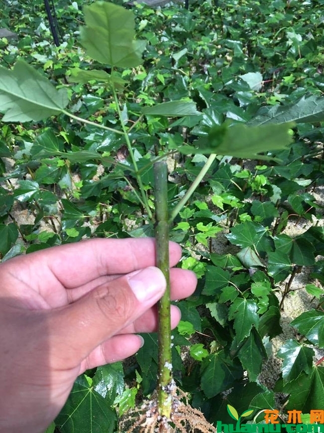 红枫 红枫