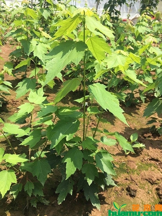 红枫 红枫