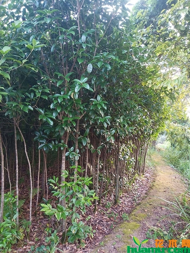 桂花小苗 桂花小苗