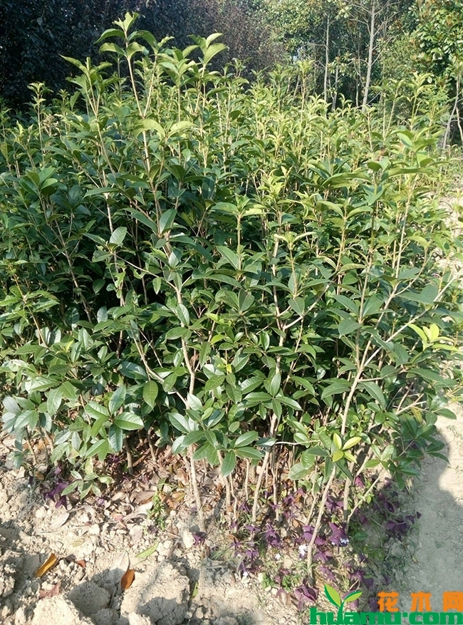 桂花小苗