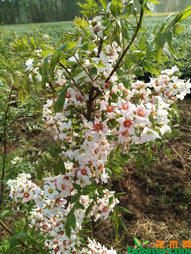 文冠果小苗价格多少钱一棵?文冠果小苗种植技术有哪些? 文冠果小苗价格多少钱一棵?文冠果小苗种植技术有哪些?