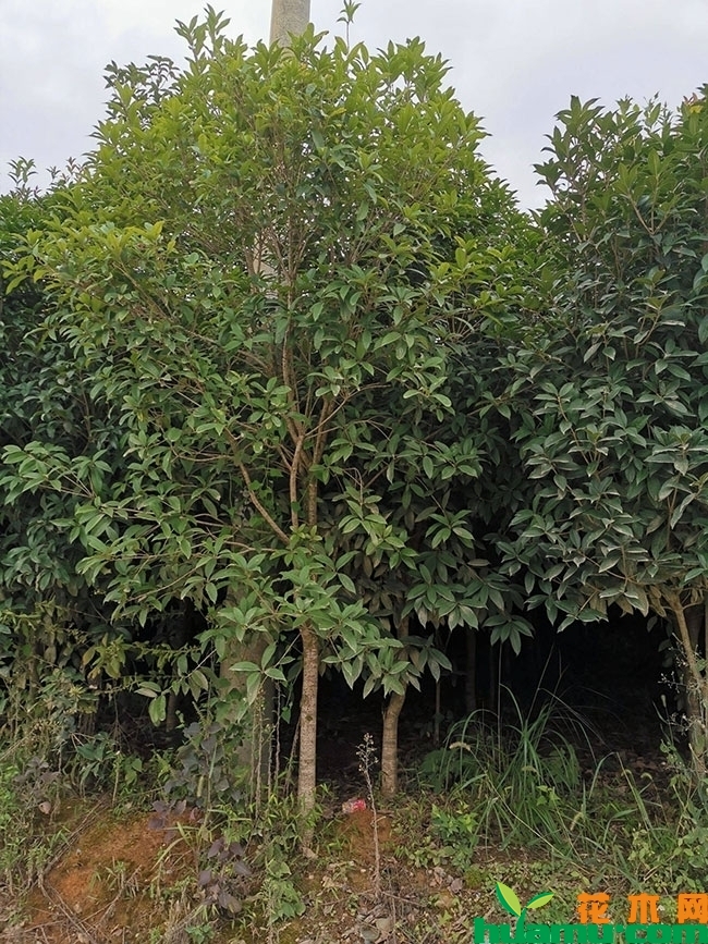 桂花小苗 桂花小苗