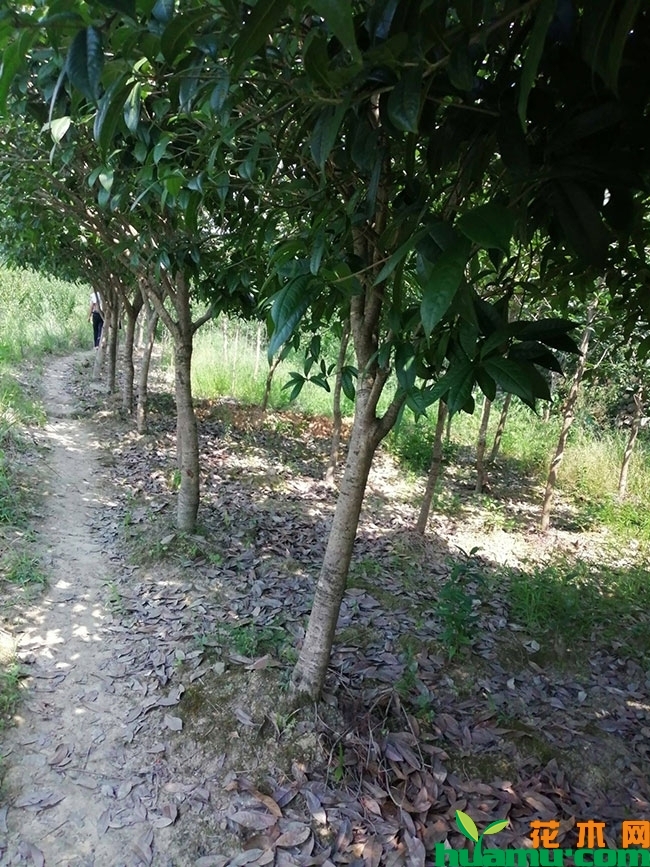 桂花小苗 桂花小苗