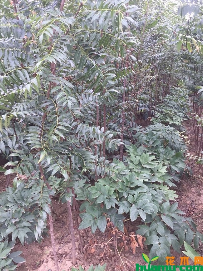 文冠果小苗价格多少钱一棵?文冠果小苗种植技术有哪些? 文冠果小苗价格多少钱一棵?文冠果小苗种植技术有哪些?