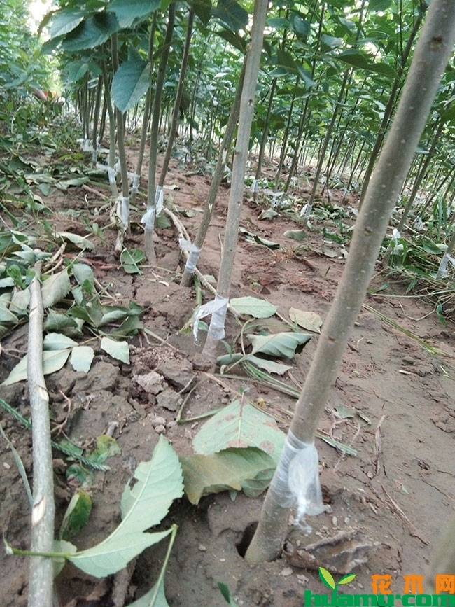 2019年速生白蜡小苗报价，速生白蜡小苗种植前景怎么样?