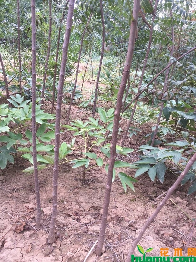 2019年速生白蜡小苗报价,速生白蜡小苗种植前景怎么样? 2019年速生白蜡小苗报价,速生白蜡小苗种植前景怎么样?