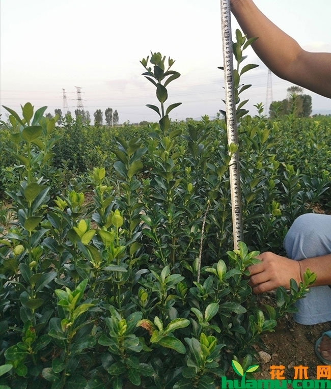 冬青小苗价格多少钱一棵?冬青小苗种植技术有哪些?