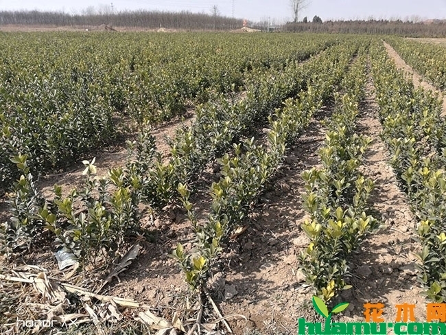 冬青小苗价格多少钱一棵?冬青小苗种植技术有哪些? 冬青小苗价格多少钱一棵?冬青小苗种植技术有哪些?