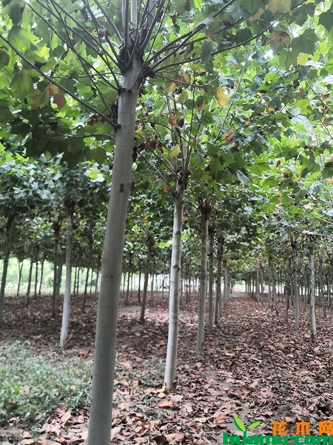 法桐小苗价格多少钱一棵?法桐小苗市场前景如何?