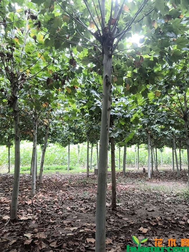 法桐小苗价格多少钱一棵?法桐小苗市场前景如何? 法桐小苗价格多少钱一棵?法桐小苗市场前景如何?