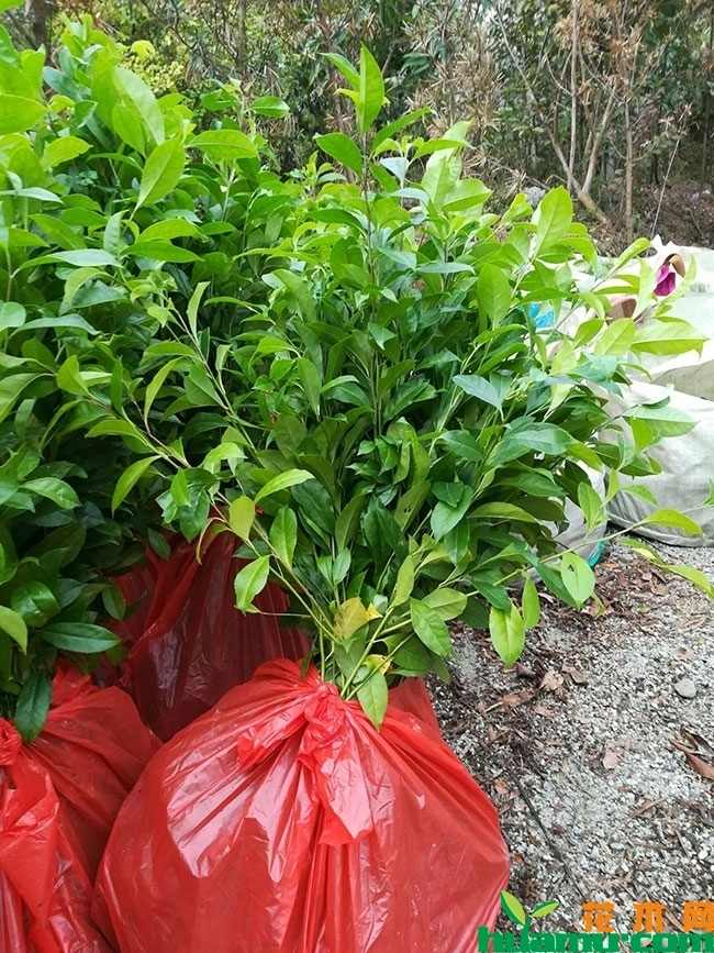 冬青小苗价格多少钱一棵?冬青小苗种植技术有哪些? 冬青小苗价格多少钱一棵?冬青小苗种植技术有哪些?