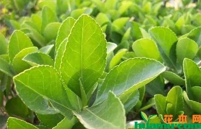 冬青小苗价格多少钱一棵?冬青小苗种植技术有哪些? 冬青小苗价格多少钱一棵?冬青小苗种植技术有哪些?