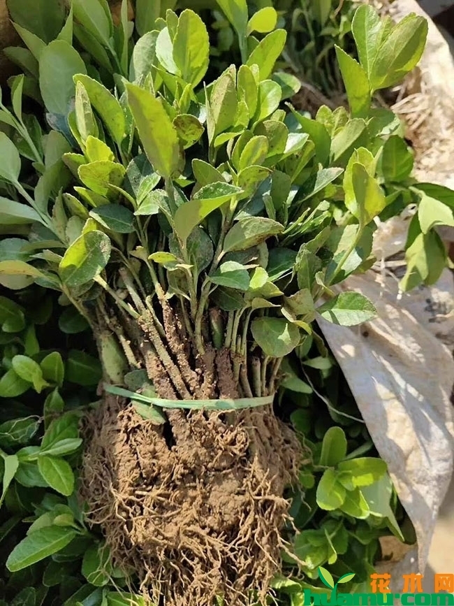 冬青小苗价格多少钱一棵?冬青小苗种植技术有哪些? 冬青小苗价格多少钱一棵?冬青小苗种植技术有哪些?