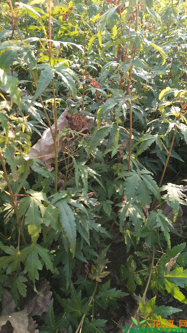 鸡爪槭小苗价格多少钱一棵?鸡爪槭种植前景怎么样?