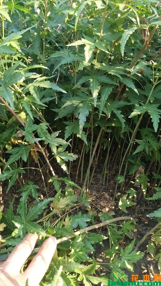 鸡爪槭小苗价格多少钱一棵?鸡爪槭种植前景怎么样? 鸡爪槭小苗价格多少钱一棵?鸡爪槭种植前景怎么样?