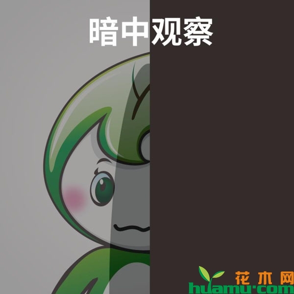 暗中观察