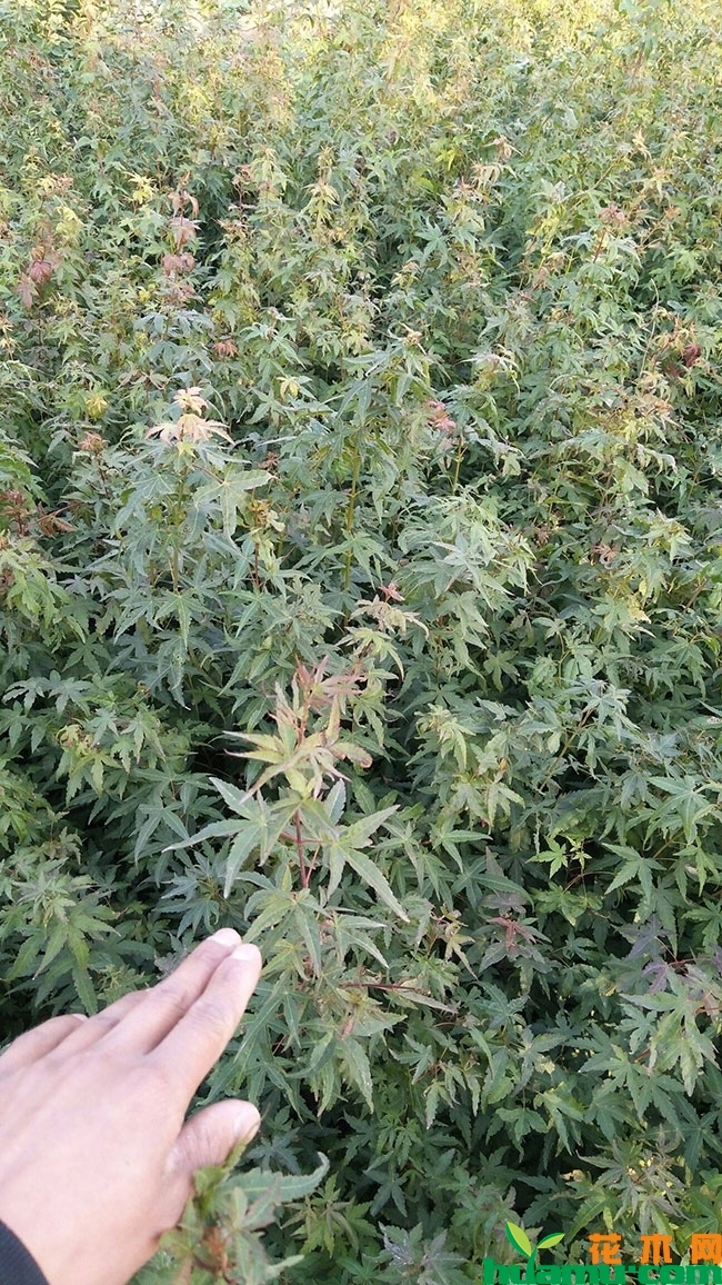 鸡爪槭