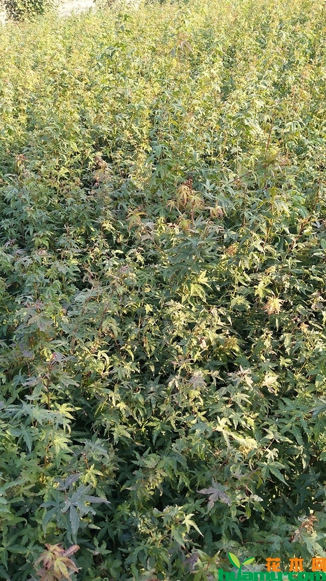 鸡爪槭小苗价格多少钱一棵?鸡爪槭种植前景怎么样? 鸡爪槭小苗价格多少钱一棵?鸡爪槭种植前景怎么样?