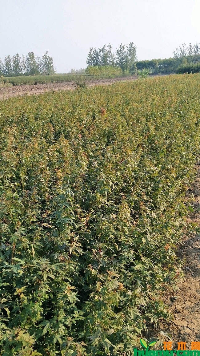 鸡爪槭小苗价格多少钱一棵?鸡爪槭种植前景怎么样? 鸡爪槭小苗价格多少钱一棵?鸡爪槭种植前景怎么样?