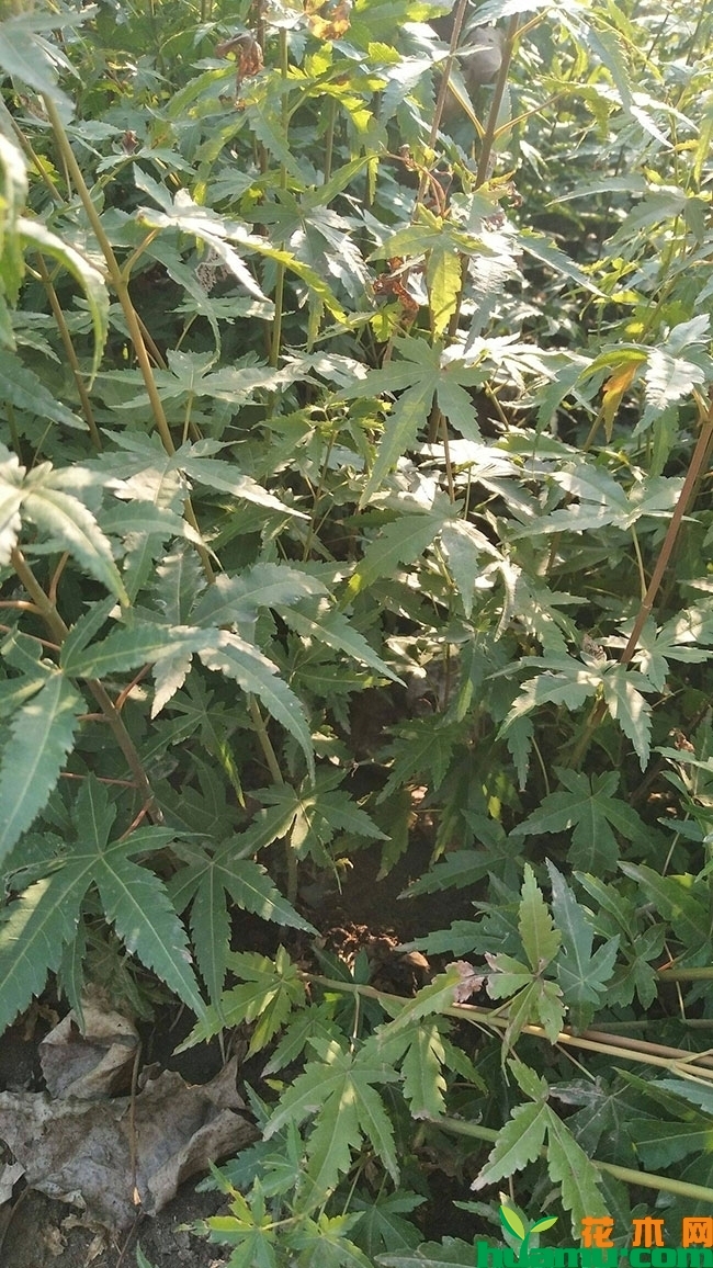 鸡爪槭小苗价格多少钱一棵?鸡爪槭种植前景怎么样? 鸡爪槭小苗价格多少钱一棵?鸡爪槭种植前景怎么样?
