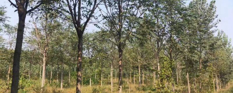 三公分臭椿树价格多少钱一棵