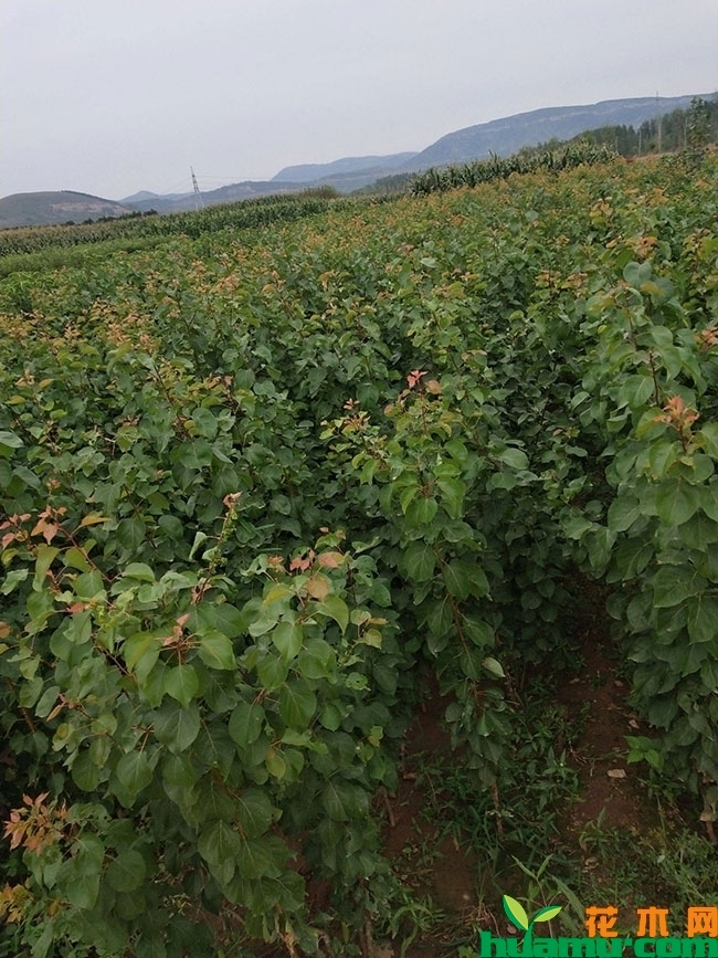 甜王杏树苗多少钱一棵？杏树种植技术有哪些？