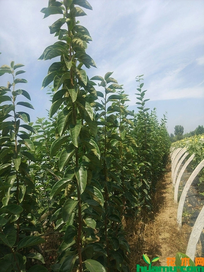 黑柿子苗价格多少钱一棵?黑柿子适合哪里种植?