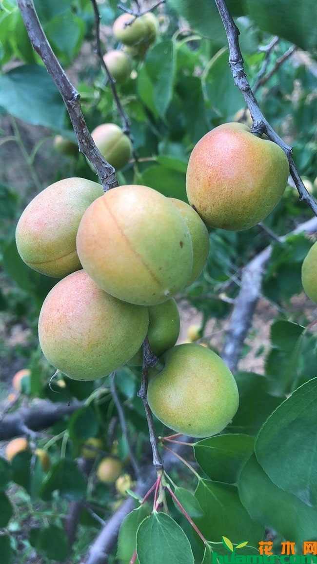 甜王杏树苗多少钱一棵？杏树种植技术有哪些？