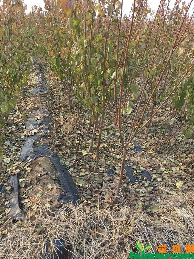 甜王杏树苗多少钱一棵？杏树种植技术有哪些？