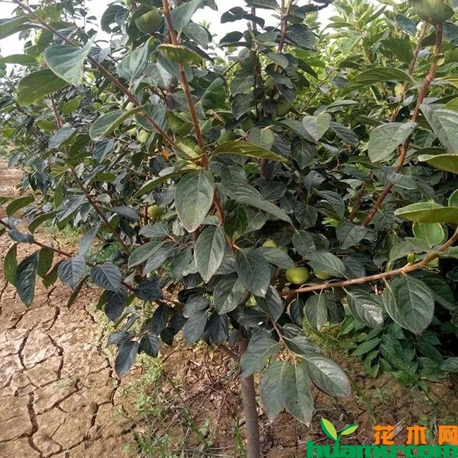 黑柿子苗价格多少钱一棵?黑柿子适合哪里种植?