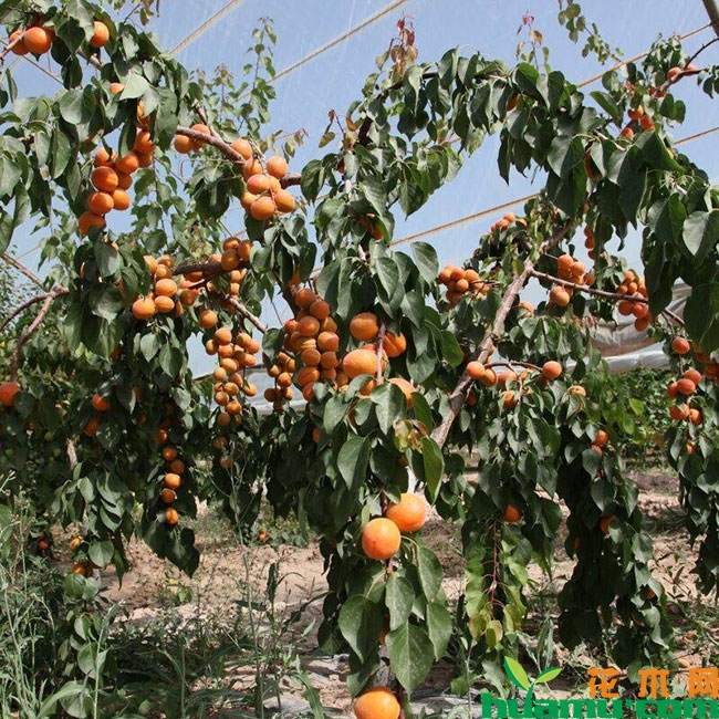 柿子树价格多少钱一棵?柿子树种植技术与管理方法介绍