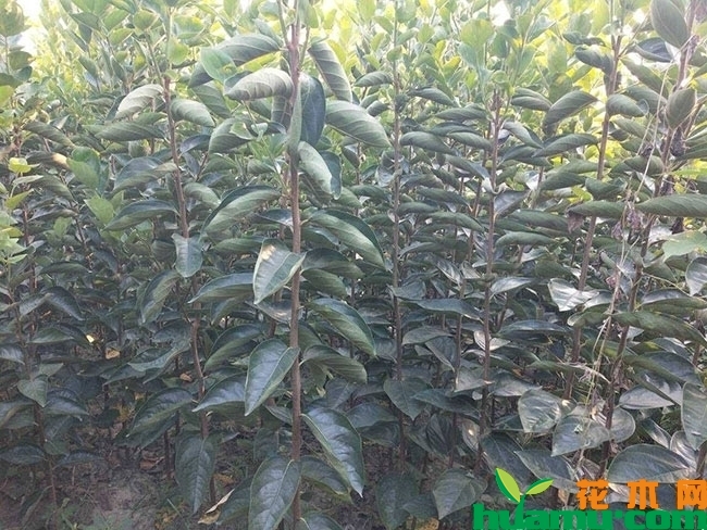 花生柿子苗多钱一棵?柿子树的种植和栽培方法有哪些? 花生柿子苗多钱一棵?柿子树的种植和栽培方法有哪些?