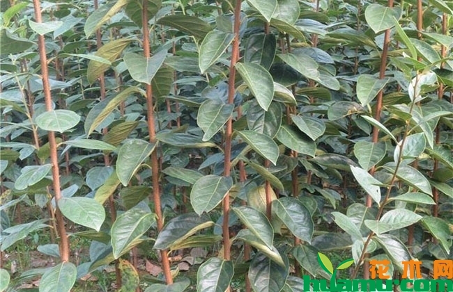 柿子树多少钱一棵?柿子树盆栽种植方法有哪些? 柿子树多少钱一棵?柿子树盆栽种植方法有哪些?