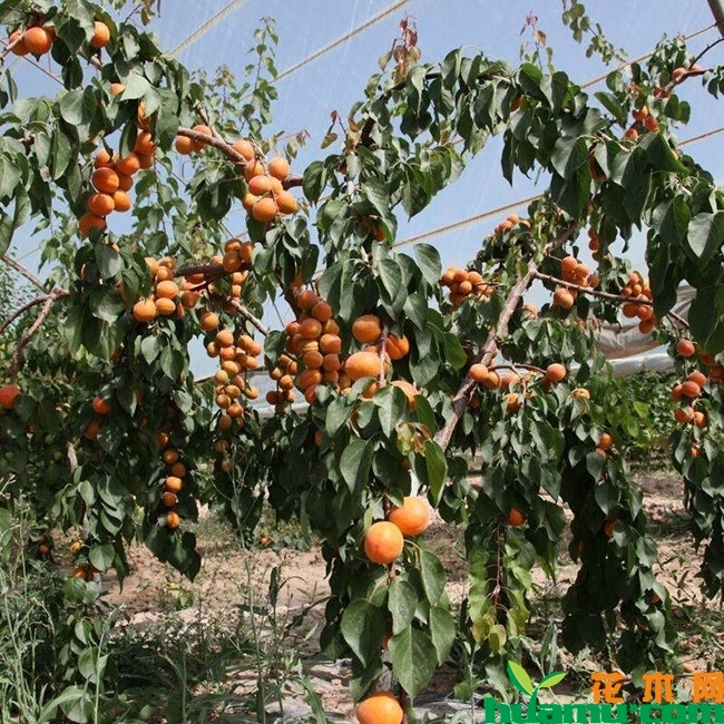 柿子树多少钱一棵?柿子树盆栽种植方法有哪些? 柿子树多少钱一棵?柿子树盆栽种植方法有哪些?