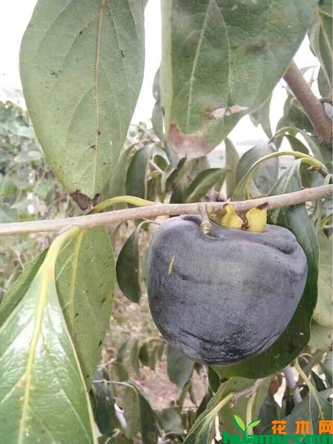 柿子树多少钱一棵?柿子树盆栽种植方法有哪些? 柿子树多少钱一棵?柿子树盆栽种植方法有哪些?