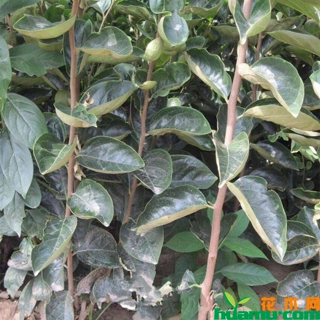 花生柿子苗多钱一棵?柿子树的种植和栽培方法有哪些? 花生柿子苗多钱一棵?柿子树的种植和栽培方法有哪些?