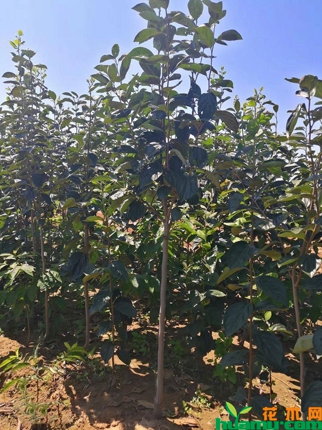 花生柿子苗多钱一棵?柿子树的种植和栽培方法有哪些? 花生柿子苗多钱一棵?柿子树的种植和栽培方法有哪些?